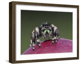 Daring Jumping Spider Adult on Fruit of Texas Prickly Pear Cactus Rio Grande Valley, Texas, USA-Rolf Nussbaumer-Framed Photographic Print