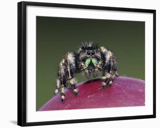 Daring Jumping Spider Adult on Fruit of Texas Prickly Pear Cactus Rio Grande Valley, Texas, USA-Rolf Nussbaumer-Framed Photographic Print