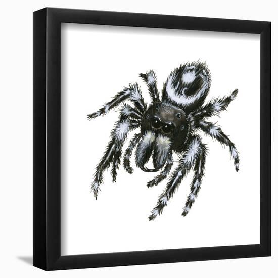 Daring Jumping Spider (Phidippus Audax), Arachnids-Encyclopaedia Britannica-Framed Poster