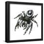 Daring Jumping Spider (Phidippus Audax), Arachnids-Encyclopaedia Britannica-Framed Poster