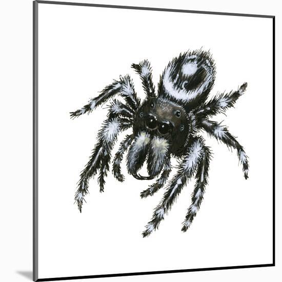 Daring Jumping Spider (Phidippus Audax), Arachnids-Encyclopaedia Britannica-Mounted Poster