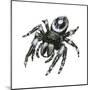 Daring Jumping Spider (Phidippus Audax), Arachnids-Encyclopaedia Britannica-Mounted Poster