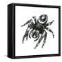 Daring Jumping Spider (Phidippus Audax), Arachnids-Encyclopaedia Britannica-Framed Stretched Canvas