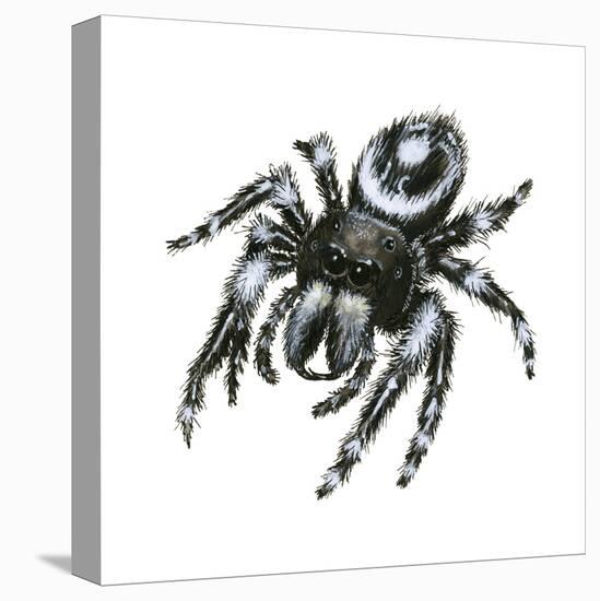 Daring Jumping Spider (Phidippus Audax), Arachnids-Encyclopaedia Britannica-Stretched Canvas