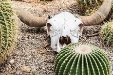 Bleached Skull-Dario Lo Presti-Photographic Print