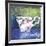 Darjeeling-Fiona Stokes-Gilbert-Framed Giclee Print