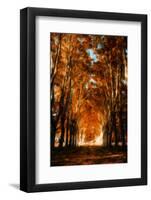 Dark Autumn Days-Philippe Sainte-Laudy-Framed Photographic Print