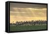 Dark-Bellied Brent Geese (Branta Bernicla) Taking Flight from Grazing Field, Wallasea Island, UK-Terry Whittaker-Framed Stretched Canvas