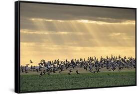 Dark-Bellied Brent Geese (Branta Bernicla) Taking Flight from Grazing Field, Wallasea Island, UK-Terry Whittaker-Framed Stretched Canvas