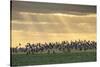 Dark-Bellied Brent Geese (Branta Bernicla) Taking Flight from Grazing Field, Wallasea Island, UK-Terry Whittaker-Stretched Canvas