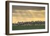 Dark-Bellied Brent Geese (Branta Bernicla) Taking Flight from Grazing Field, Wallasea Island, UK-Terry Whittaker-Framed Photographic Print