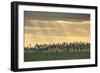 Dark-Bellied Brent Geese (Branta Bernicla) Taking Flight from Grazing Field, Wallasea Island, UK-Terry Whittaker-Framed Photographic Print