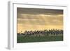 Dark-Bellied Brent Geese (Branta Bernicla) Taking Flight from Grazing Field, Wallasea Island, UK-Terry Whittaker-Framed Photographic Print