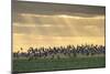 Dark-Bellied Brent Geese (Branta Bernicla) Taking Flight from Grazing Field, Wallasea Island, UK-Terry Whittaker-Mounted Photographic Print