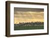 Dark-Bellied Brent Geese (Branta Bernicla) Taking Flight from Grazing Field, Wallasea Island, UK-Terry Whittaker-Framed Photographic Print