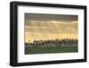 Dark-Bellied Brent Geese (Branta Bernicla) Taking Flight from Grazing Field, Wallasea Island, UK-Terry Whittaker-Framed Photographic Print