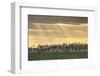 Dark-Bellied Brent Geese (Branta Bernicla) Taking Flight from Grazing Field, Wallasea Island, UK-Terry Whittaker-Framed Photographic Print