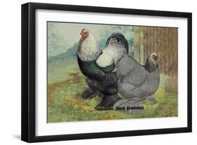 Dark Brahmas-null-Framed Art Print