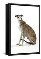 Dark Brindle and White Greyhound-null-Framed Stretched Canvas