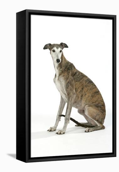 Dark Brindle and White Greyhound-null-Framed Stretched Canvas