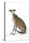 Dark Brindle and White Greyhound-null-Stretched Canvas