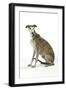 Dark Brindle and White Greyhound-null-Framed Photographic Print