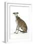 Dark Brindle and White Greyhound-null-Framed Photographic Print