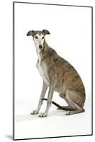 Dark Brindle and White Greyhound-null-Mounted Photographic Print