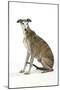Dark Brindle and White Greyhound-null-Mounted Photographic Print