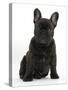 Dark Brindle French Bulldog Pup, Bacchus, 9 Weeks Old, Sitting-Mark Taylor-Stretched Canvas