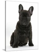 Dark Brindle French Bulldog Pup, Bacchus, 9 Weeks Old, Sitting-Mark Taylor-Stretched Canvas