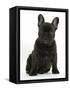 Dark Brindle French Bulldog Pup, Bacchus, 9 Weeks Old, Sitting-Mark Taylor-Framed Stretched Canvas