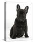 Dark Brindle French Bulldog Pup, Bacchus, 9 Weeks Old, Sitting-Mark Taylor-Stretched Canvas