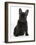 Dark Brindle French Bulldog Pup, Bacchus, 9 Weeks Old, Sitting-Mark Taylor-Framed Photographic Print