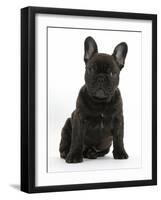 Dark Brindle French Bulldog Pup, Bacchus, 9 Weeks Old, Sitting-Mark Taylor-Framed Photographic Print