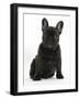 Dark Brindle French Bulldog Pup, Bacchus, 9 Weeks Old, Sitting-Mark Taylor-Framed Photographic Print