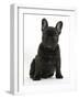 Dark Brindle French Bulldog Pup, Bacchus, 9 Weeks Old, Sitting-Mark Taylor-Framed Photographic Print