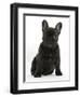 Dark Brindle French Bulldog Pup, Bacchus, 9 Weeks Old, Sitting-Mark Taylor-Framed Photographic Print
