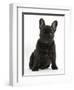 Dark Brindle French Bulldog Pup, Bacchus, 9 Weeks Old, Sitting-Mark Taylor-Framed Photographic Print