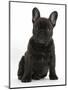 Dark Brindle French Bulldog Pup, Bacchus, 9 Weeks Old, Sitting-Mark Taylor-Mounted Photographic Print