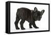Dark Brindle French Bulldog Pup, Bacchus, 9 Weeks Old-Mark Taylor-Framed Stretched Canvas