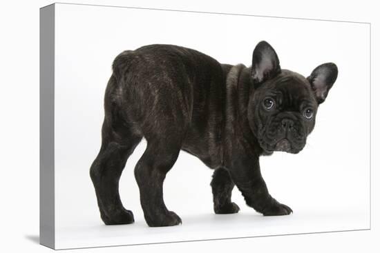 Dark Brindle French Bulldog Pup, Bacchus, 9 Weeks Old-Mark Taylor-Stretched Canvas