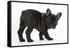 Dark Brindle French Bulldog Pup, Bacchus, 9 Weeks Old-Mark Taylor-Framed Stretched Canvas