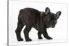 Dark Brindle French Bulldog Pup, Bacchus, 9 Weeks Old-Mark Taylor-Stretched Canvas