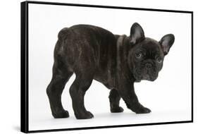 Dark Brindle French Bulldog Pup, Bacchus, 9 Weeks Old-Mark Taylor-Framed Stretched Canvas