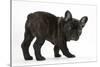 Dark Brindle French Bulldog Pup, Bacchus, 9 Weeks Old-Mark Taylor-Stretched Canvas