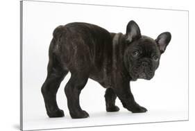 Dark Brindle French Bulldog Pup, Bacchus, 9 Weeks Old-Mark Taylor-Stretched Canvas