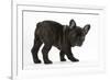 Dark Brindle French Bulldog Pup, Bacchus, 9 Weeks Old-Mark Taylor-Framed Photographic Print