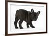 Dark Brindle French Bulldog Pup, Bacchus, 9 Weeks Old-Mark Taylor-Framed Photographic Print