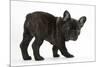 Dark Brindle French Bulldog Pup, Bacchus, 9 Weeks Old-Mark Taylor-Mounted Photographic Print